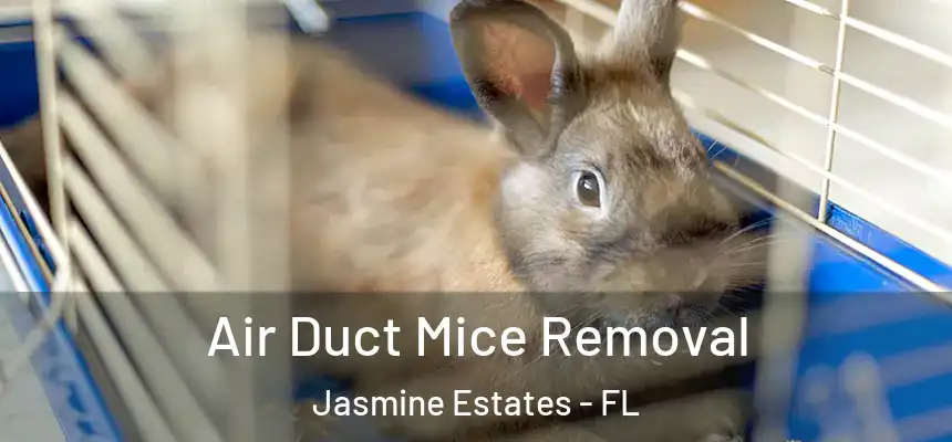  Air Duct Mice Removal Jasmine Estates - FL
