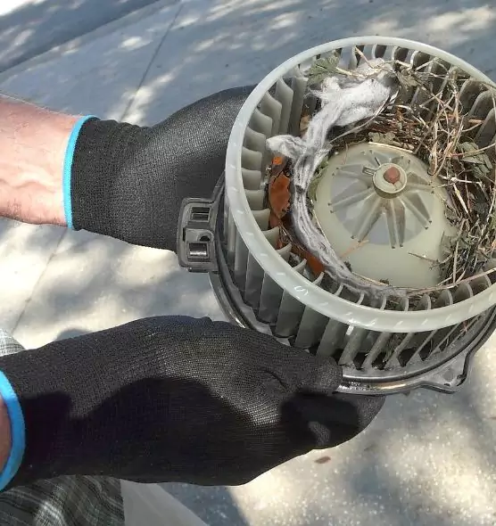 About Air Duct Rat Removal in Jasmine Estates, FL